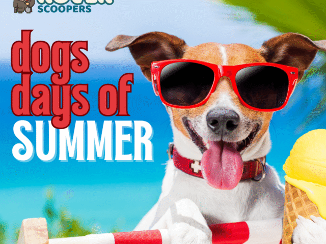 Dog Days of Summer: Portland’s Best Spots to Beat the Heat