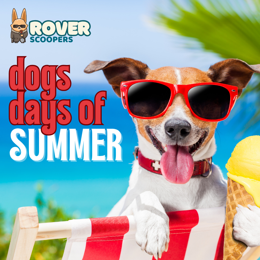 dog with sunglasses