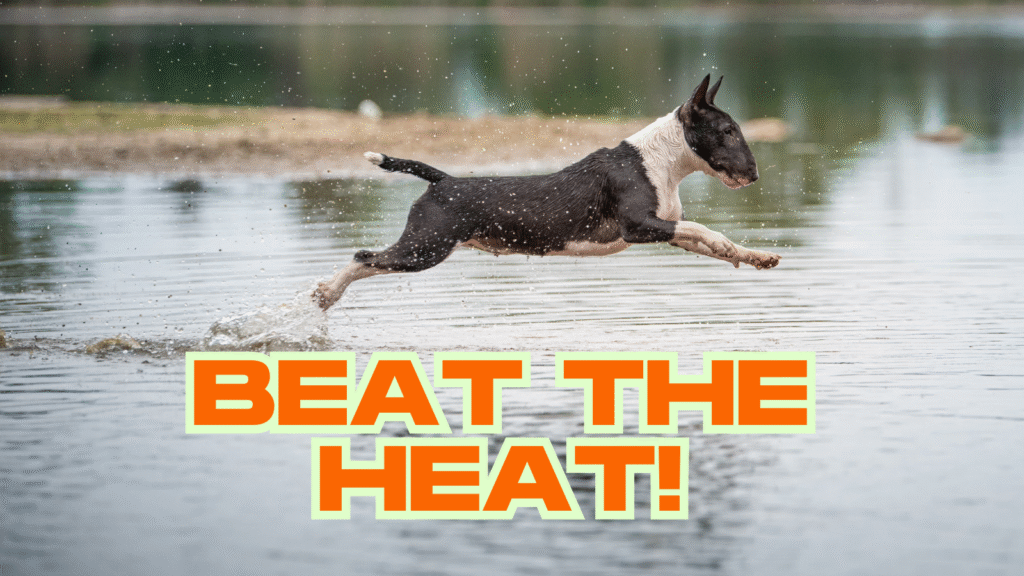 dog in water